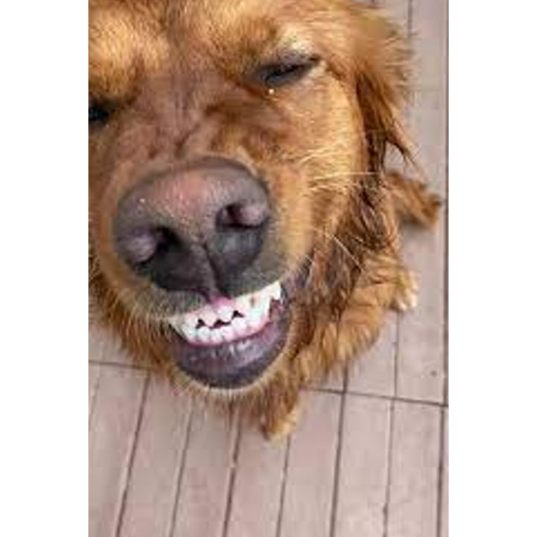 Golden retriever showing clean teeth